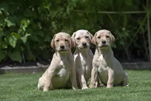 Labarador: DOG. X3 Yellow Labarador puppies (8 weeks old