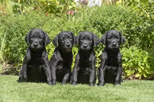 Labarador: DOG. X4 Black Labarador puppies (8 weeks old