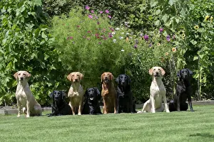 Labarador: DOG. X8 Labarador, Black & Yellow sitting