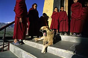 Stair: Dog yawning and young monks Monastery Thiksey Leh India