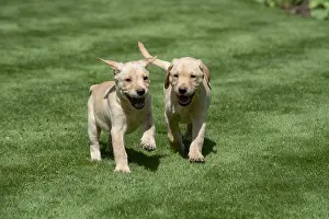 Labarador: DOG. Yellow Labarador puppies (8 weeks old )