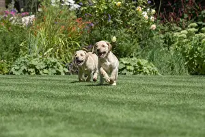 Labarador: DOG. Yellow Labarador puppies (8 weeks old )