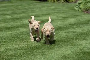 Labarador: DOG. Yellow Labarador puppies (8 weeks old )