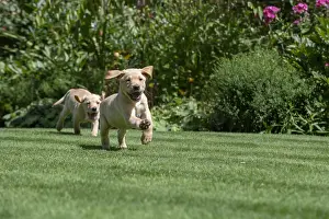 Labarador: DOG. Yellow Labarador puppies (8 weeks old )