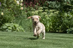 Labarador: DOG. Yellow Labarador puppies (8 weeks old )