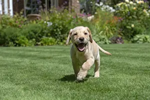 Labarador: DOG. Yellow Labarador puppy (8 weeks old ) running