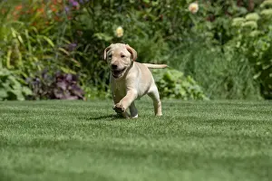 Labarador: DOG. Yellow Labarador puppy (8 weeks old ) running