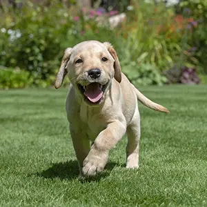 Labarador: DOG. Yellow Labarador puppy (8 weeks old ) running in a gard