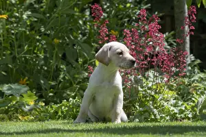 Labarador: DOG. Yellow Labarador puppy (8 weeks old ) sitting