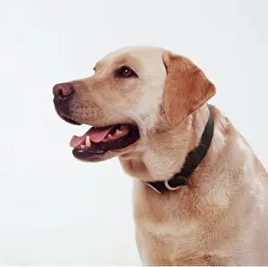 Retreiver: DOG - YELLOW LABRADOR