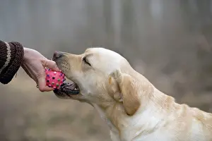 Owners: Dog - Yellow Labrador - Biting ball from owners hand