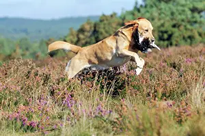 Retrieving: DOG. Yellow labrador holding grouse in mouth leaping