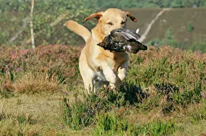 Retrieving: DOG. Yellow labrador holding grouse in mouth running
