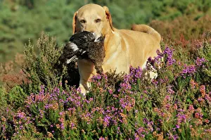 Retrieving: DOG. Yellow labrador holding grouse in mouth walking
