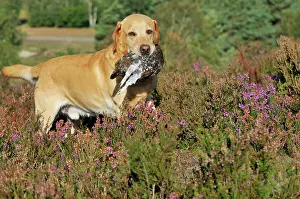 Retrieving: DOG. Yellow labrador holding grouse in mouth walking