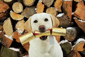 Cracker: DOG Yellow labrador in front of logs holding christmas