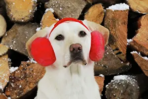 Muffs: DOG Yellow labrador in front of logs wearing red ear muffs
