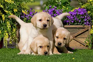 Jean-michel Labat: Dog - Yellow Labrador puppies