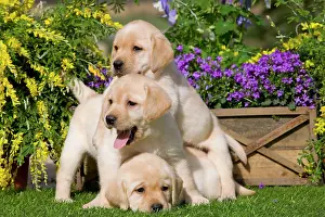 Jean-michel Labat: Dog - Yellow Labrador puppies