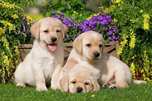 Jean-michel Labat: Dog - Yellow Labrador puppies