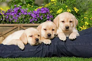 Owners: Dog - Yellow Labrador puppies with owner