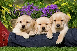 Owners: Dog - Yellow Labrador puppies with owner