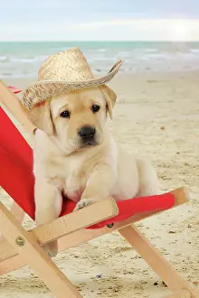 Deckchair: DOG - Yellow Labrador puppy