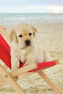 Deckchair: DOG - Yellow Labrador puppy