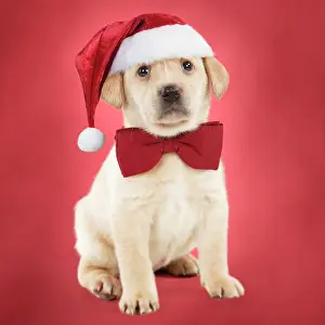 Ties: Dog Yellow labrador puppy (6 weeks old) sitting