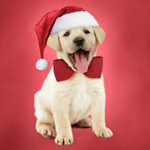 Captionabls: DOG - Yellow labrador puppy (6 weeks old) sitting