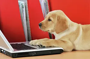 Laptop: DOG. Yellow Labrador puppy (8 weeks old ) on a