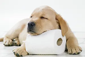 Toilet: DOG - Yellow labrador puppy asleep on toilet roll, 9 weeks