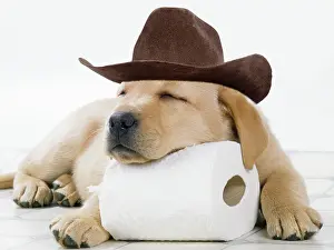 270321: DOG - Yellow labrador puppy asleep on toilet roll wearing a