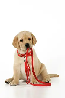 Mouths: DOG. Yellow labrador puppy holding its own lead