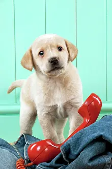 Phone: DOG - Yellow labrador puppy with jeans and red