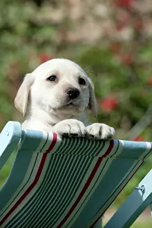 Deckchair: DOG - Yellow labrador puppy looking over the back