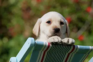 Deckchair: DOG - Yellow labrador puppy looking over the back