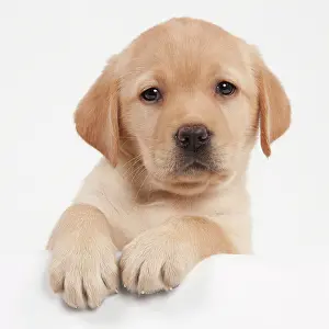 Peaking: Dog - Yellow Labrador - puppy peaking over edge