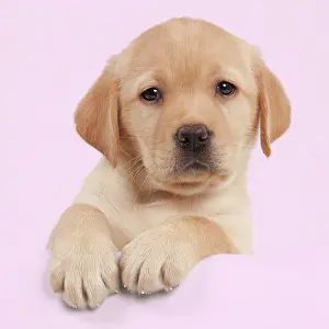 Peaking: Dog - Yellow Labrador - puppy peaking over edge