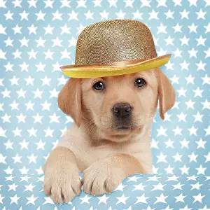Bowler: Dog - Yellow Labrador - puppy peaking over edge