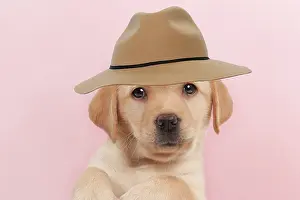 Edge: Dog - Yellow Labrador - puppy peaking over edge