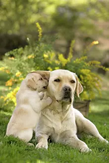 Jean-michel Labat: Dog - Yellow Labrador puppy playing with parent