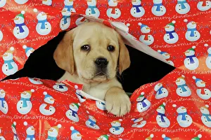 Wrapping: DOG. Yellow labrador puppy poking head through