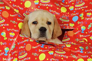 Wrapping: DOG. Yellow labrador puppy poking head through