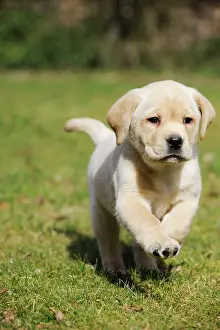 Labradors: DOG. Yellow labrador puppy running on lawn