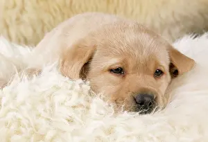 Sheepskin: Dog - Yellow Labrador Puppy on sheepskin rug