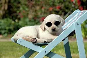 Deckchair: DOG - Yellow labrador puppy sitting in deckchair