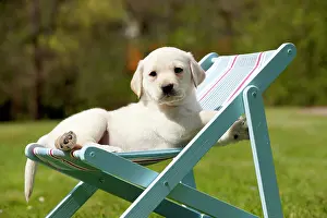 Deckchair: DOG - Yellow labrador puppy sitting in deckchair (7 weeks)