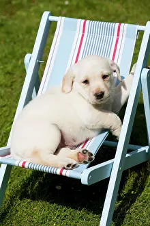 Deckchair: DOG - Yellow labrador puppy sitting in deckchair (7 weeks)