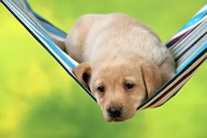 Hammock: DOG - Yellow labrador puppy sitting in hammock (6 weeks)